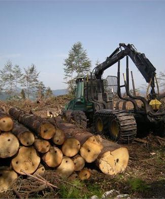 Lavori Nel Bosco